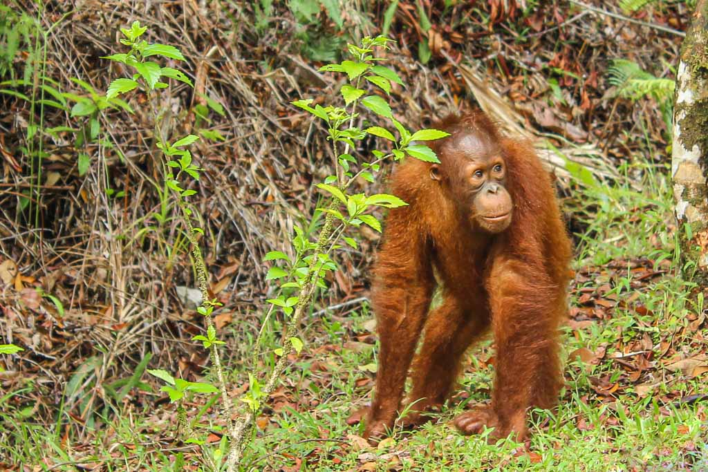 Semenggoh Wildlife Center, Semenggoh, orangutan, borneo, sarawak, malaysia