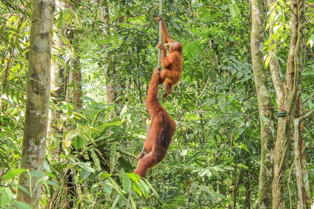 Semenggoh Wildlife Center, Semenggoh, orangutan, borneo, sarawak, malaysia