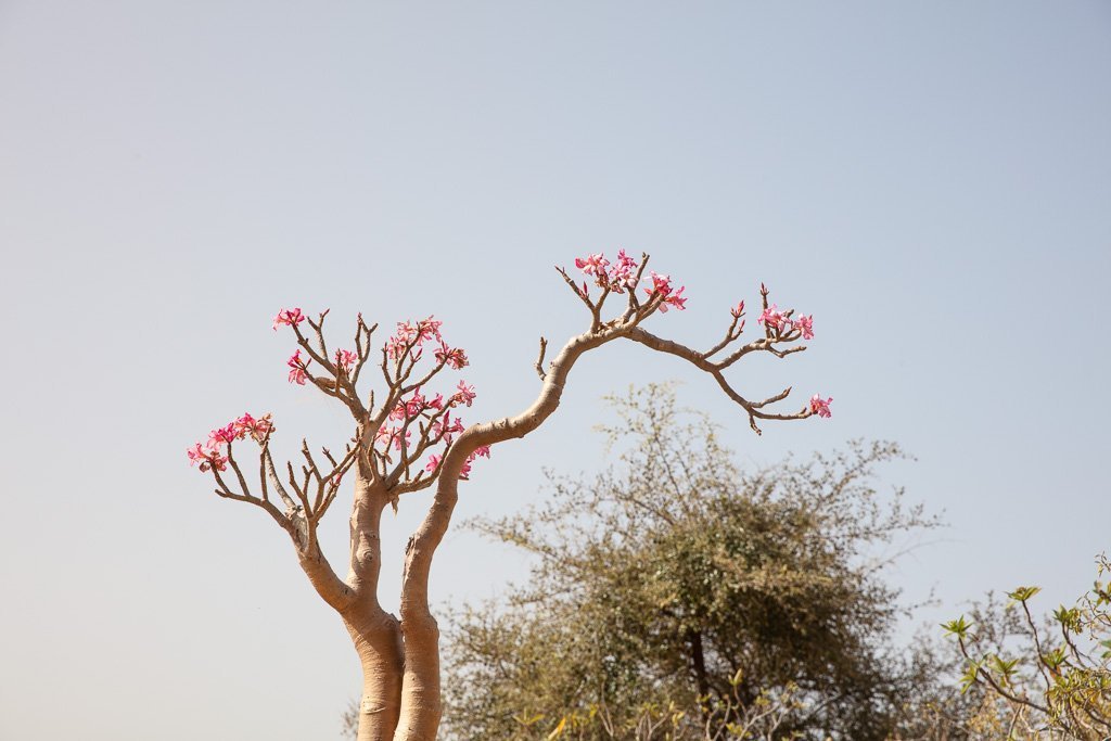 Desert Rose blooms Socotra, Socotra Island, Yemen, bottle tree, Socotra bottle tree, Adenium obesium, Adenium obesium Socoranum