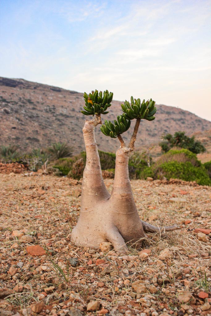 Bottle Tree, Adenium Obesum, Adenium obesium, Adenium obesum Socotranum, Homhil, Homhil protected area, Socotra, Socotra Island, yemen