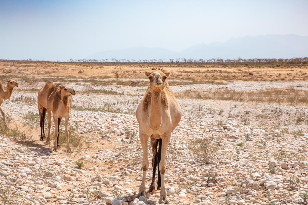 Socotra, Socotra Island, Yemen, camel, camels, Socotra camels