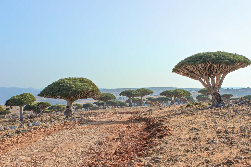 travel in Socotra, Socotra, Socotra Island, Yemen, Socotra Yemen, Socotra Island Yemen, Yemen Island, Yemen islands, Socotra Archipelago, Yemen, dragon blood trees, Dixam, Dixam plateau