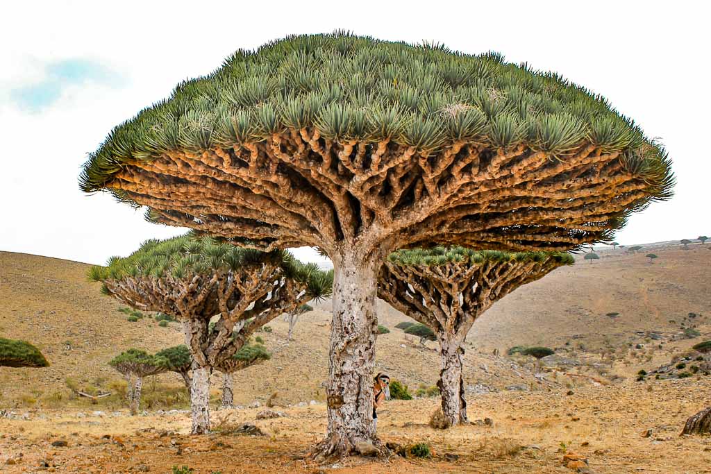 Yemen, Socotra, Socotra Island, dragon blood, dragon blood tree, dracaena cinnabari, dixsam, dixsam plateau