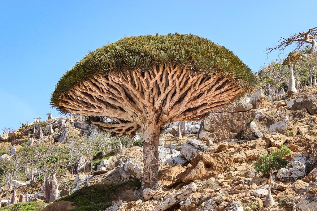10 Days In Socotra: The Most Alien looking Place on Earth