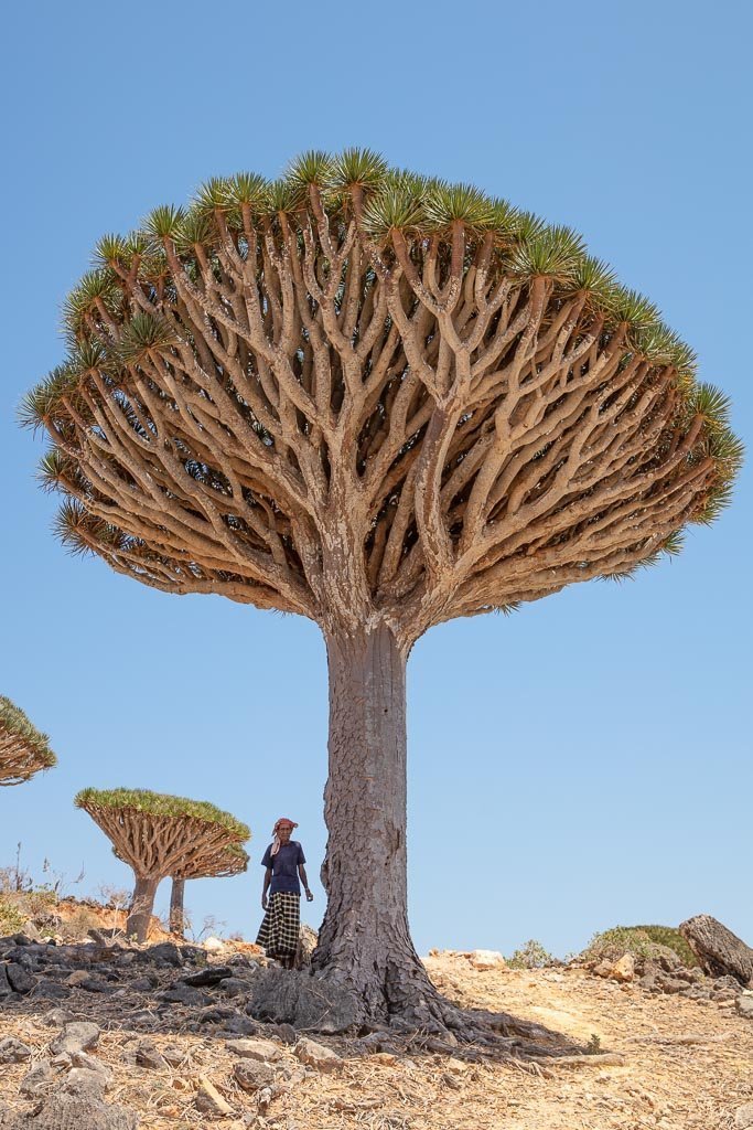Socotra, Socotra Island, Yemen, Dragon blood tree, Dracaena Cinnabari, Firhman, Firmin, Firmin Forest, Firhmin Forest