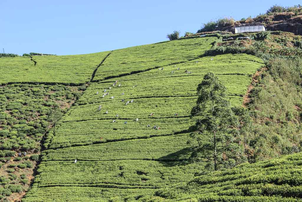 Sri Lanka, Lanka, one week Sri Lanka, Sri Lanka one week, Nuwara Eliya, tea plantation, Sri Lanka tea plantation