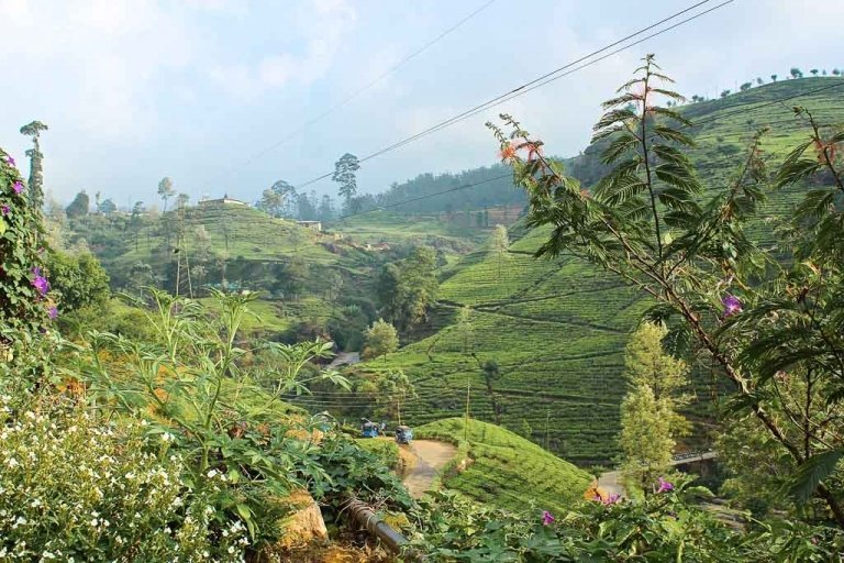 Sri Lanka, Lanka, one week Sri Lanka, Sri Lanka one week, Nuwara Eliya, tea plantation, Sri Lanka tea plantation