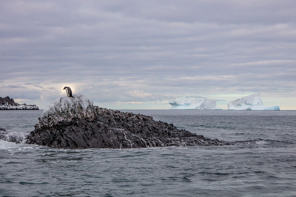 Franklin Island, Franklin Island Antarctica, Adelie Penguin, Adelie penguin Franklin Island