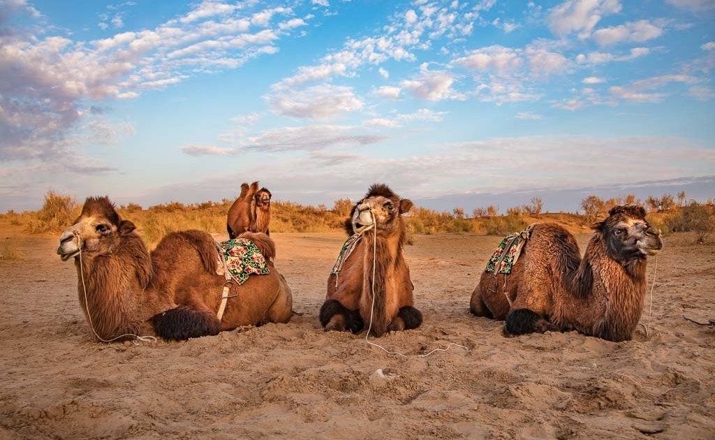 travel Karakalpakstan, Uzbekistan, Central Asia, bactrian camels, camels, camel, bactrian, bactrian camel, Aydarkul, Navoi