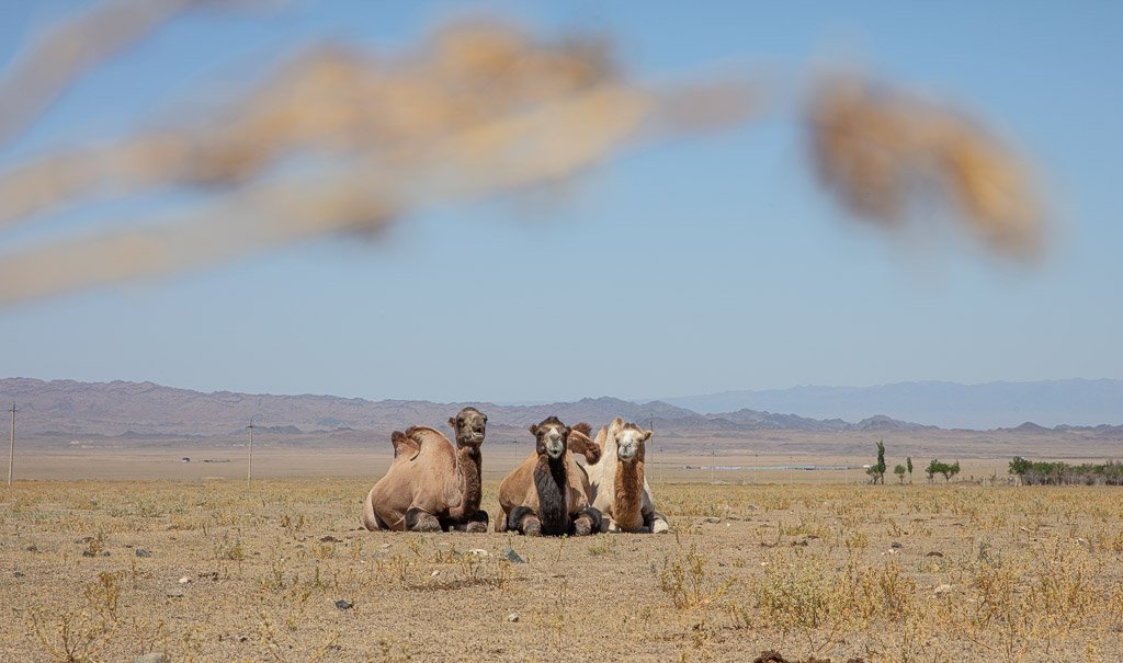 Charyn, Charyn canyon, canyon, kazakhstan, camel, camels, bactrian camel