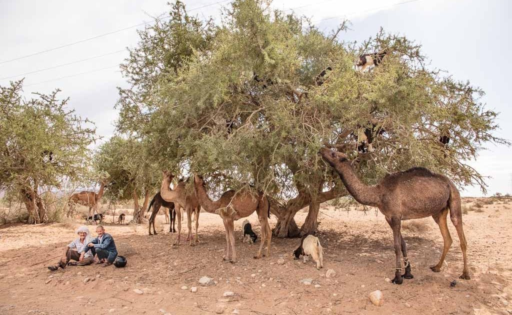 goats in a tree, camels tree, camel tree, Morocco, South Morocco, Southern Morocco, Argan, Argan oil, Argan tree, Argan trees, Argan tree goats