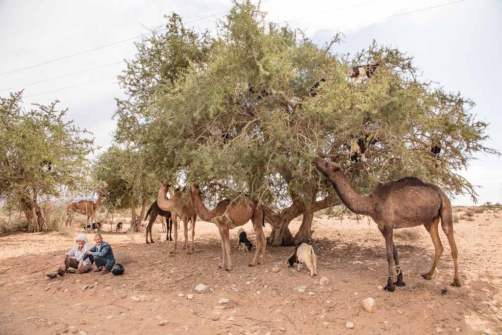 goats in a tree, camels tree, camel tree, Morocco, South Morocco, Southern Morocco, Argan, Argan oil, Argan tree, Argan trees, Argan tree goats