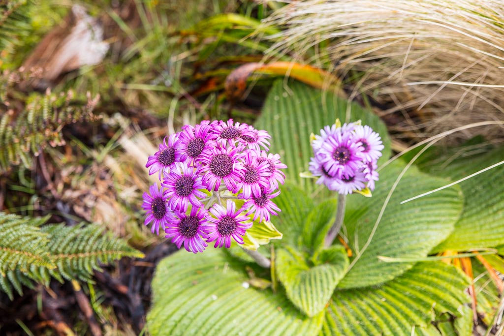 Campbell Island Daisy, Pluerophyllum Specious, Campbell Island, New Zealand, Subantarctic, Subantarctic Islands, New Zealand Subantarctic Islands, Daisy, purple daisy