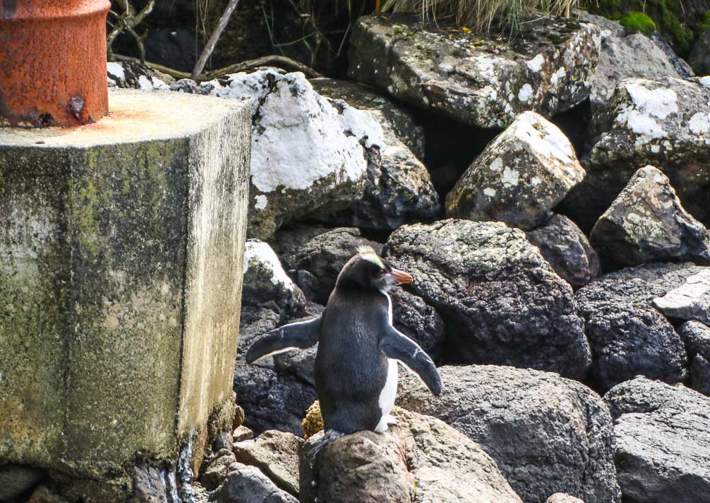Crested penguin, Subantarctic, Subantarctic Islands, Campbell Island, New Zealand