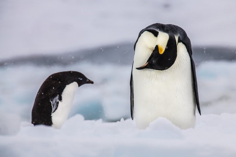Antarctica Travel, Antarctica Travel Guide, Antarctica, Adelie penguin, Emperor Penguin, Penguins, Cape Hallet, Ross Sea, Oceanwide Expeditions