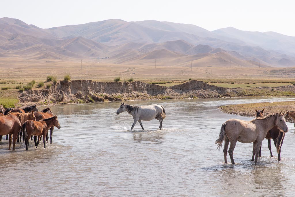 Kegen, Kazakhstan, Karkara border, Karkara border crossing, Kazakh horses, horse river