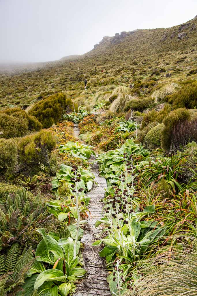 Pleurophyllum Hookeri, Megaherb, megaherbs, New Zealand, Campbell Island, Subantarctic, Subantarctic Islands, Silver-leaf Daisy, Sage-green Rosette Herb