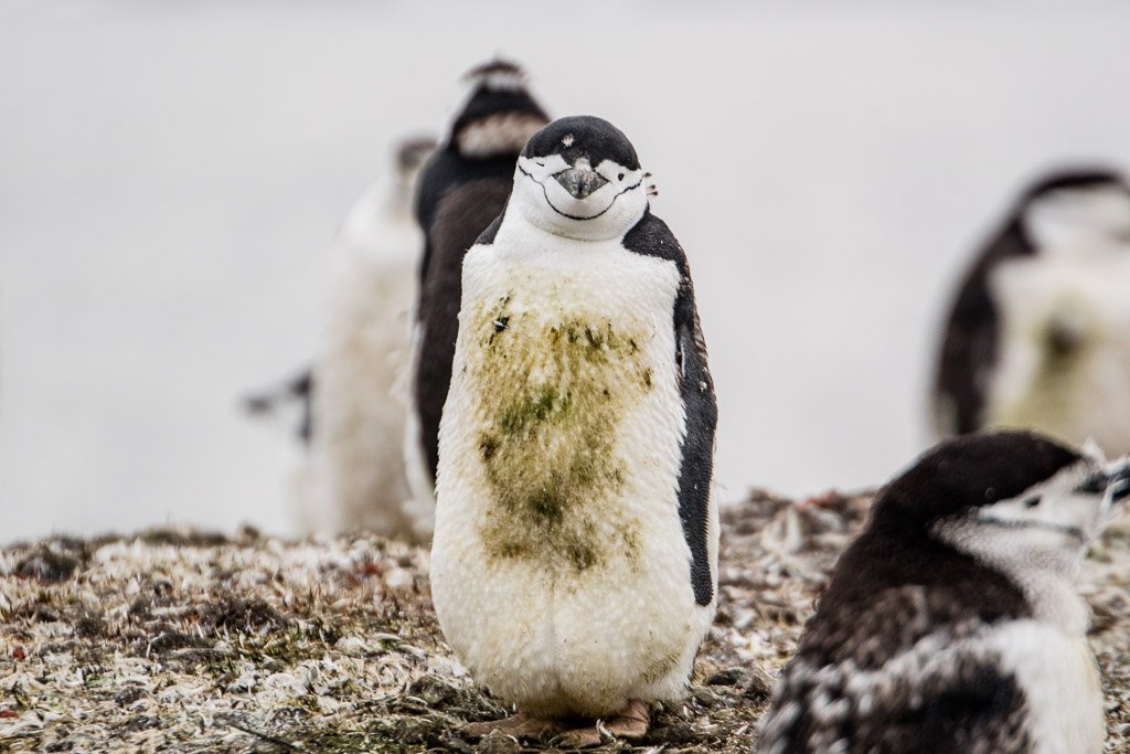 winking penguin, wink penguin, penguin winking, pension wink, Chinstrap Penguin, Penguin, Chinstrap, Antarctica, Aitcho Island, South Shetland Islands, reasons to visit antarctica