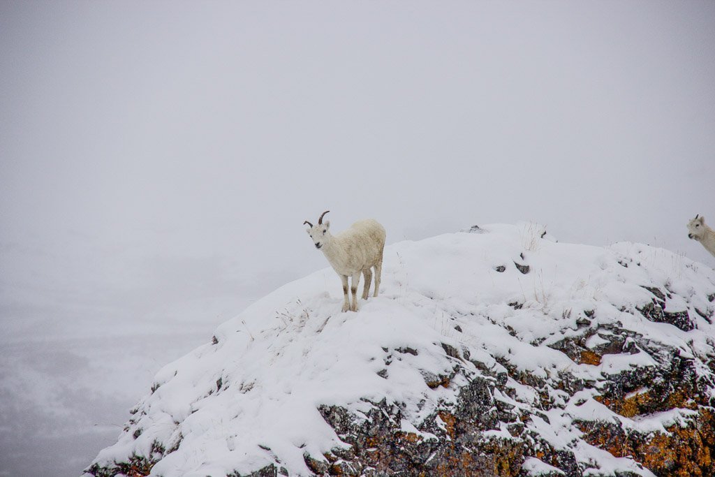 Dall sheep, Dall sheep Alaska, Dall sheep, Denali sheep, Denali, Denali National Park, Alaska