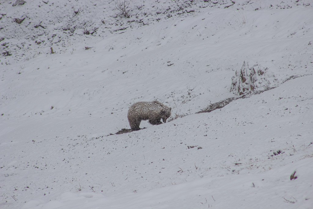 bear, brown bear, Grizzly bear, Grizzly bear Alaska, Grizzly bear Denali, Denali, Denali National Park, Alaska