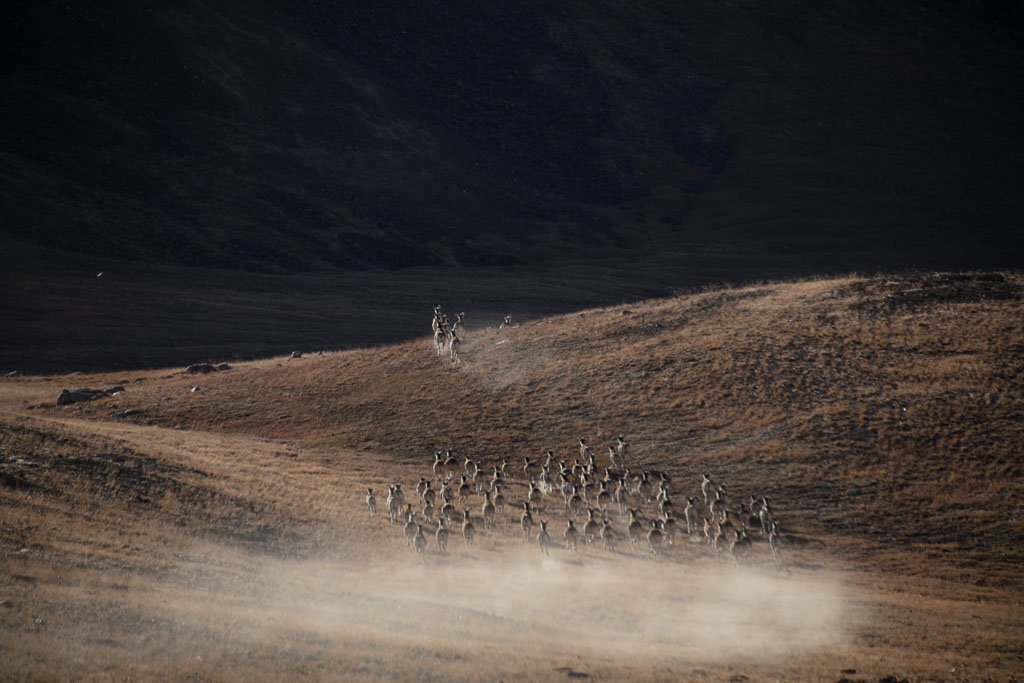 Marco Polo Sheep, Jarty Gumbez, Tajikistan, Eastern Pamir