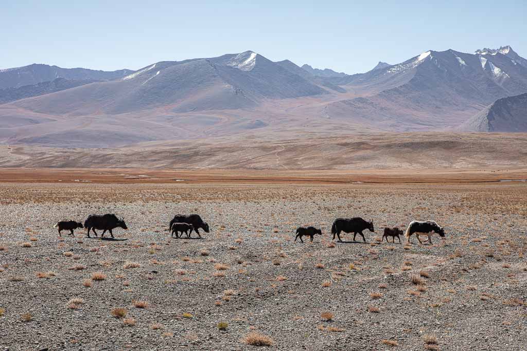 Yak, yak Alichur, Yaks, Yaks Alichur, Yaks Tajikistan, Yak Tajikistan, Alichur, Pamir, Pamirs, Pamir Highway, Eastern Pamir, Tajikistan