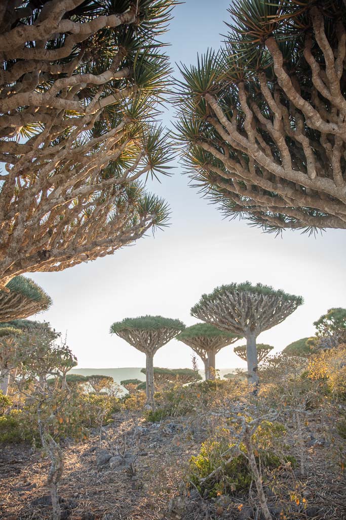 Socotra, Socotra Island, Yemen, Dragon blood tree, Dracaena Cinnabari, dragon blood trees, Firmin, Firhmin, Firhmin Forest, Firmin Forest
