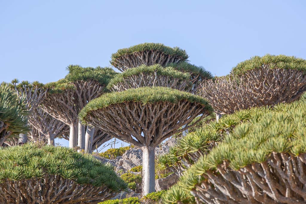 Dragon Blood Tree, Dragon Blood Trees, Dracaena Cinnabari, Socotra, Yemen