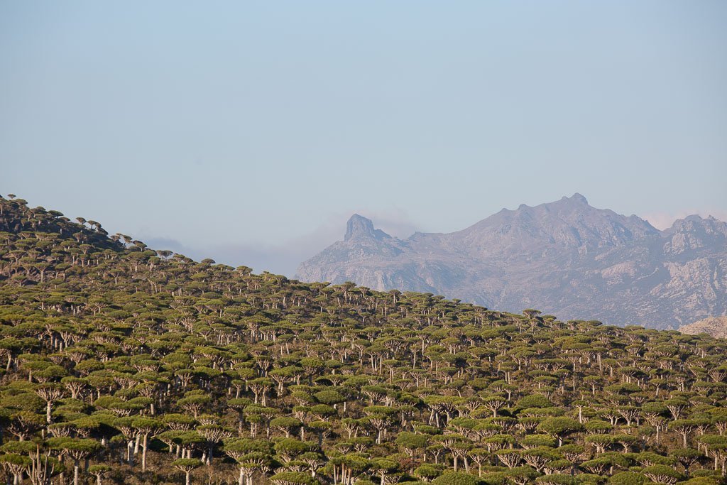 Socotra, Socotra Island, Yemen, Dragon blood tree, Dracaena Cinnabari, dragon blood trees, Firmin, Firhmin, Firhmin Forest, Firmin Forest