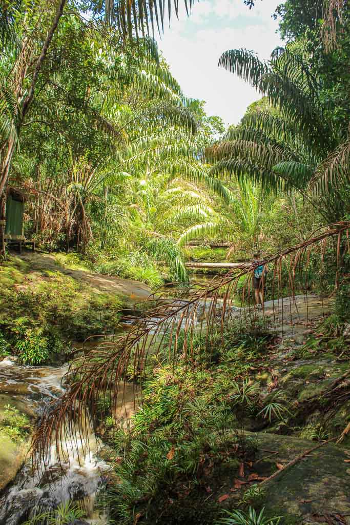 Tajur, Tajur trail, Asia, Malaysia, Borneo, Sarawak, Bako National Park, Bako, Jungle, Rainforest