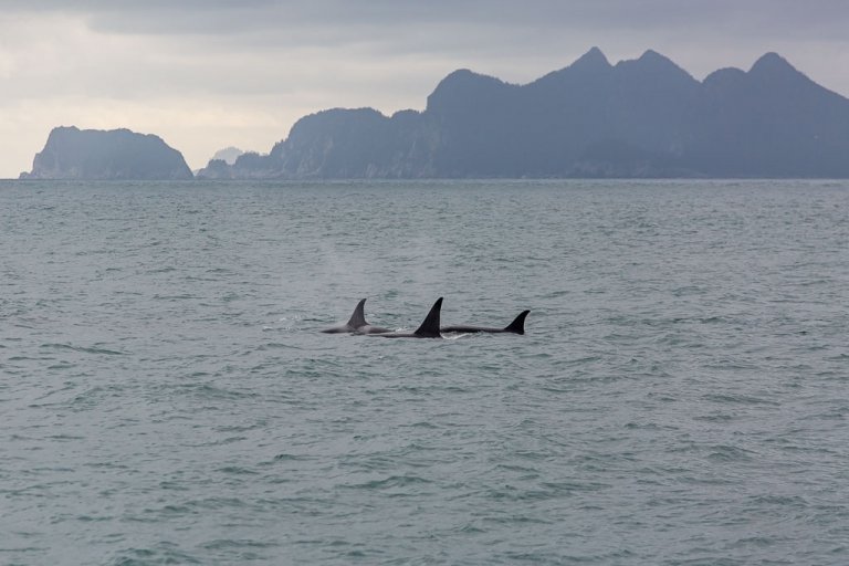orca, offshore orca, killer whale, whale, gulf of Alaska, Alaska, resurrection bay, kenai fjords, kenai Fjords national park, major marine tours