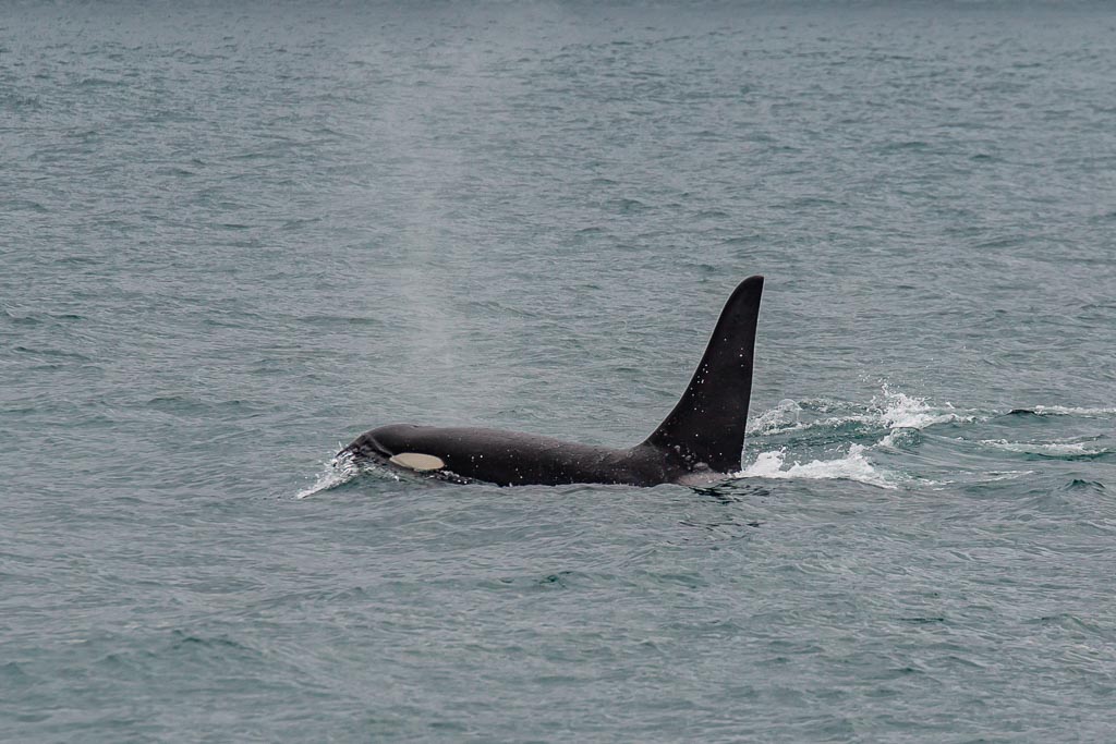 offshore orca, orca, whale, gulf of Alaska, Alaska, resurrection bay, kenai fjords, kenai Fjords national park, major marine tours