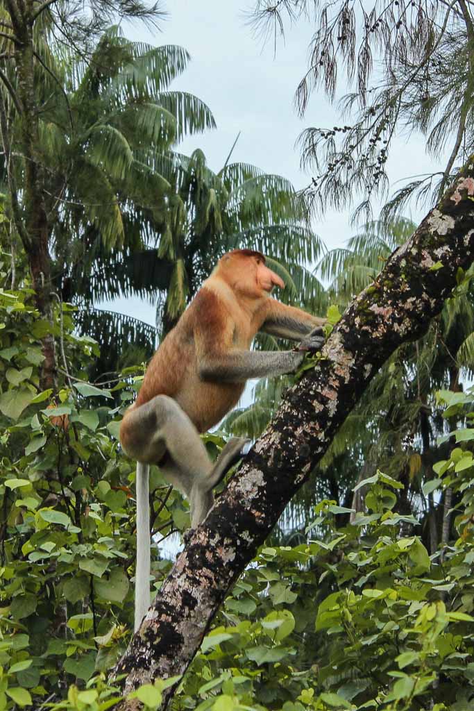 Proboscis, Proboscis monkey, monkey, ape, primate, Asia, Malaysia, Borneo, Sarawak, Bako National Park, Bako, Jungle, Rainforest
