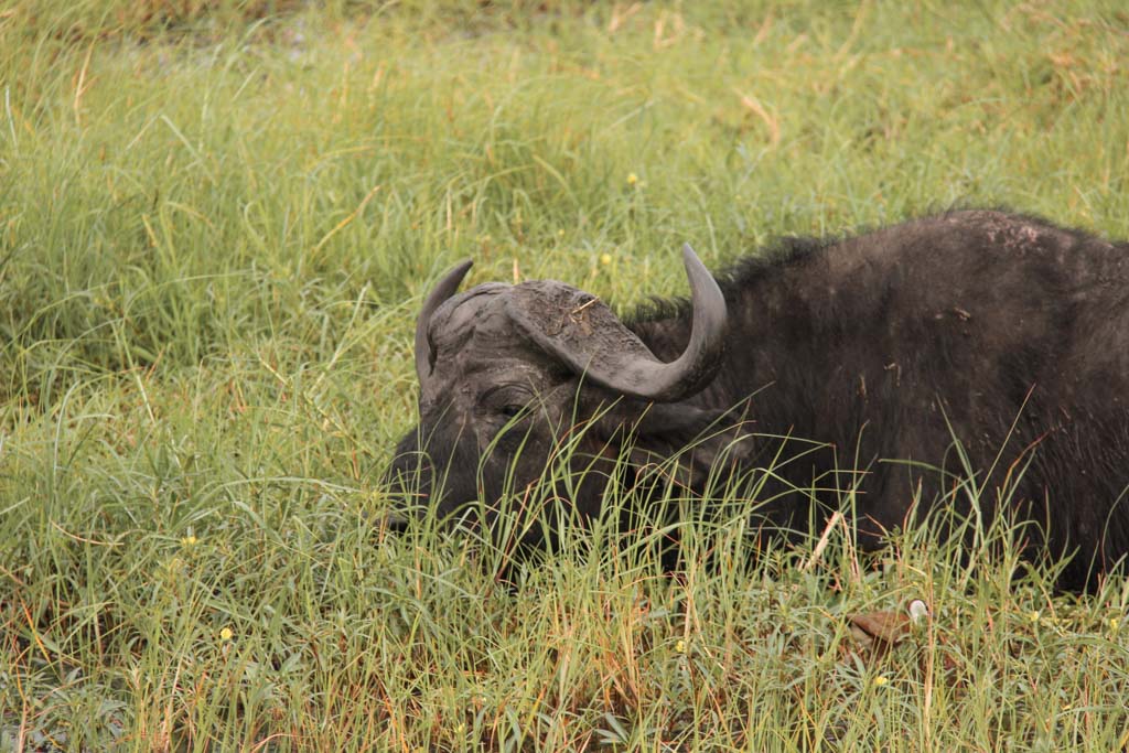 African buffalo, African buffalo Chobe, Chobe National Park, Botswana
