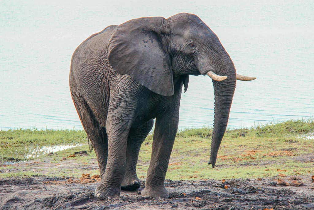 African elephant, elephant, elephant Chobe, Chobe National Park, Botswana