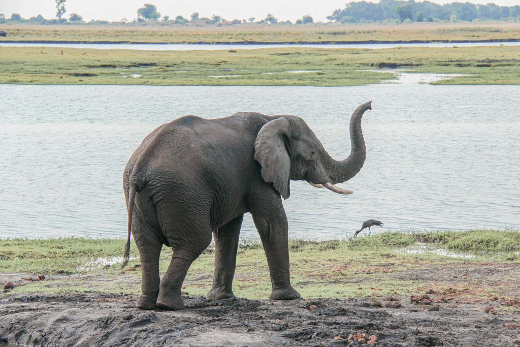 African elephant, elephant, elephant Chobe, Chobe National Park, Botswana