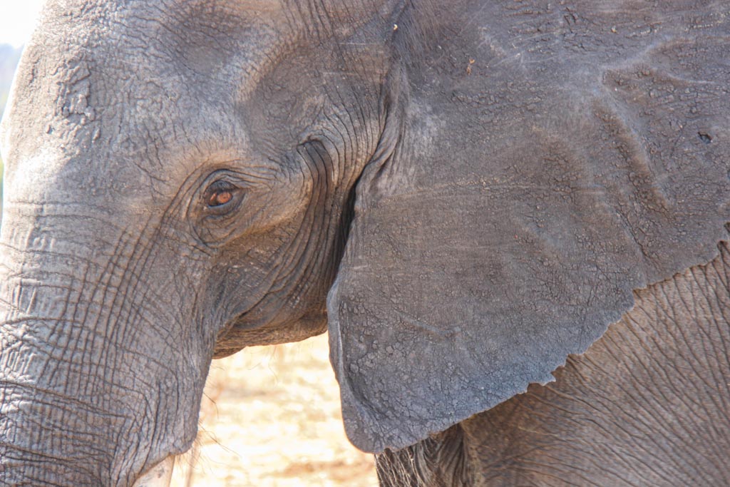 African elephant, elephant Chobe, Chobe, Chobe National Park, Botswana, Africa, Elephants