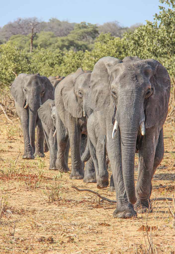 African elephants, elephants Chobe, Chobe, Chobe National Park, Botswana, Africa, Elephants, cheap places to travel in summer