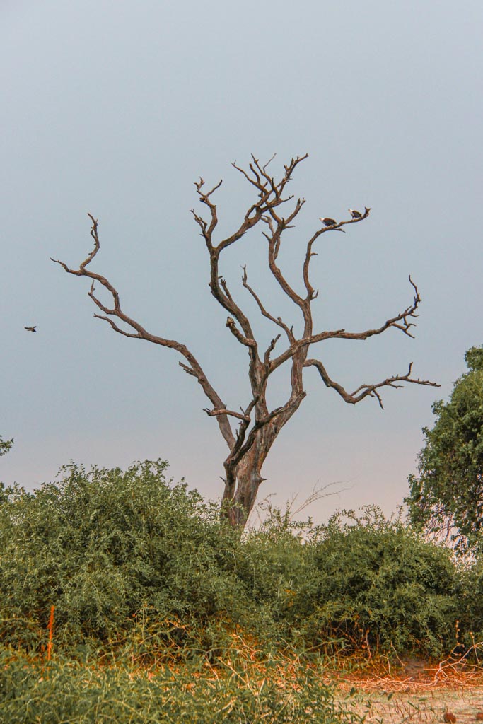 African Fish Eagles, Chobe National Park, Botswana