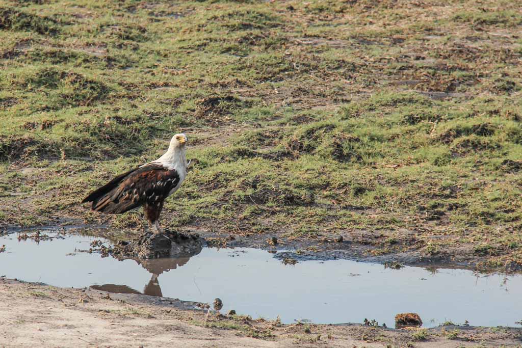 African fish eagle, eagle, African fish eagle Chobe, Chobe National Park, Botswana
