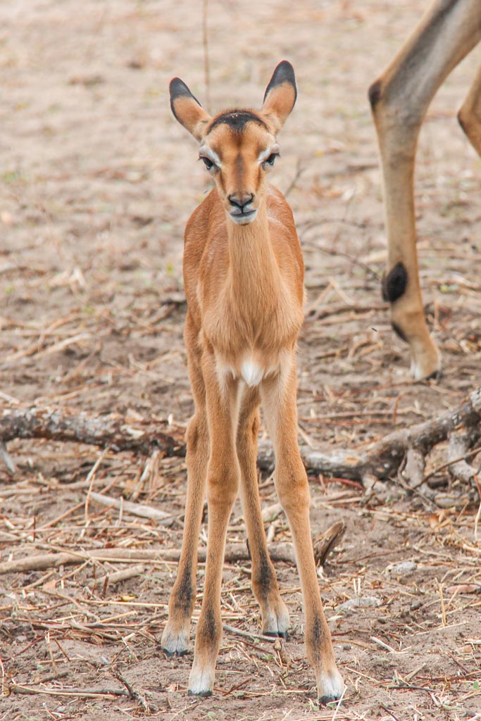 Baby Impala, Imapala, you impala, Chobe National Park, Botswana