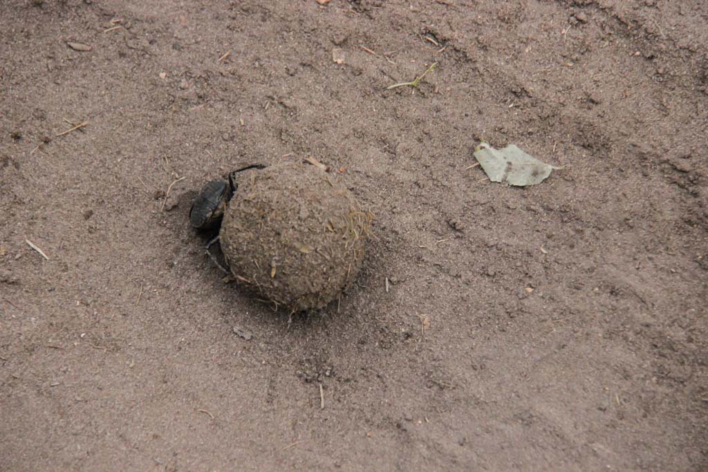 Dung Beetle, Chobe National Park, Botswana