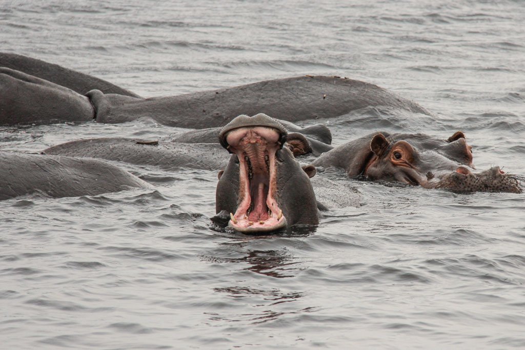 Hippopotamus, Hippo, yawning hippo, yawning hippopotamus, Chobe National Park, Botswana
