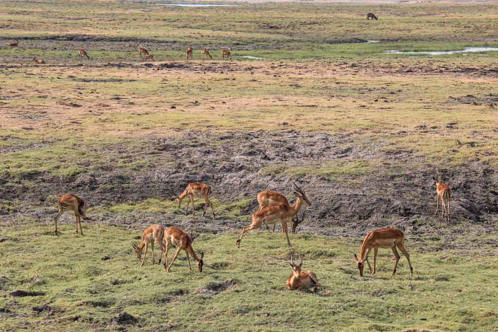Imapala grazing, Impala, Chobe National Park, Botswana