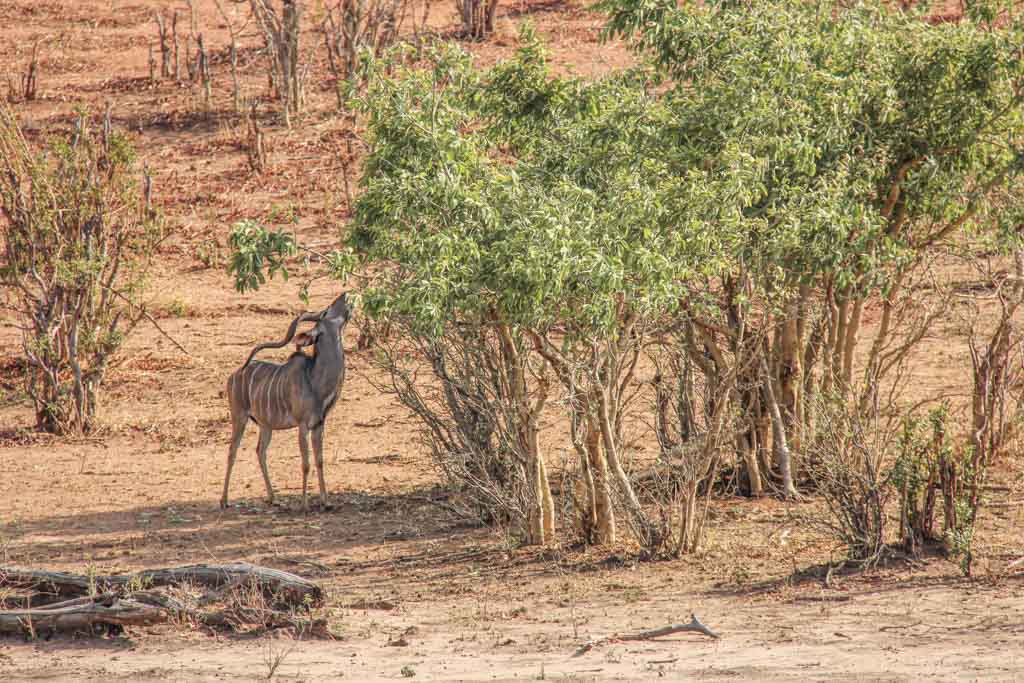 Kudu, Chobe National Park, Botswana
