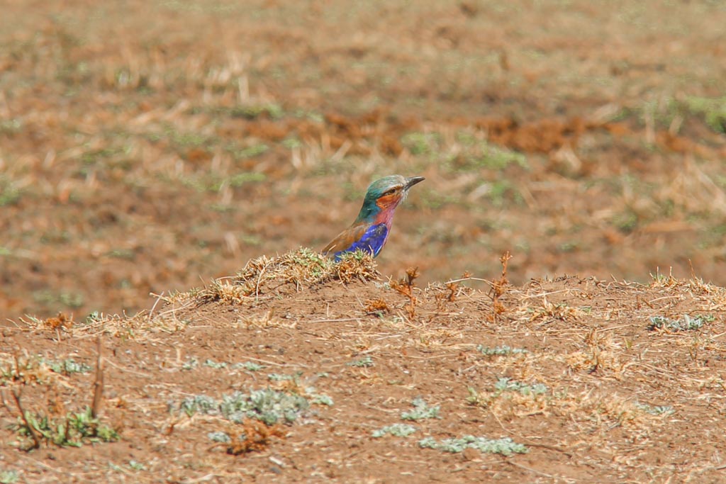 Lilac Breasted Roller, South Luangwa, South Luangwa National Park, Zambia, Africa