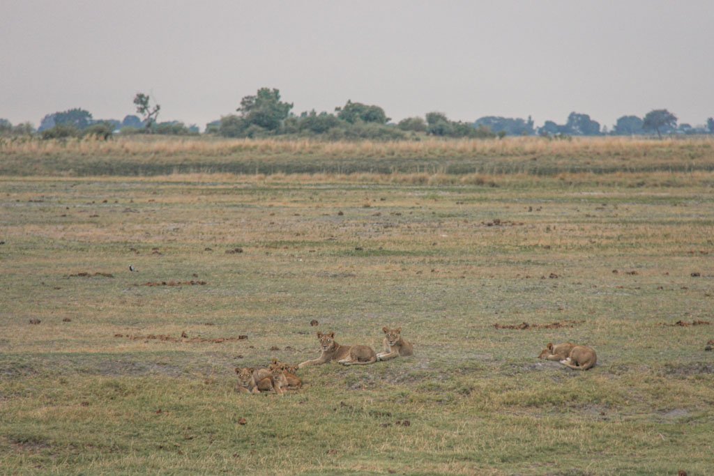 Lions, Lioness, Lions Chobe, Chobe National Park, Botswana