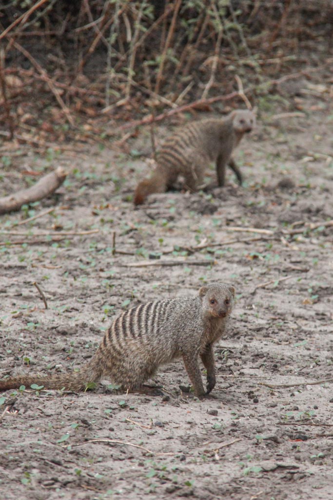 Mongoose, Mongooses, Mongoose Chobe, Chobe National Park, Botswana