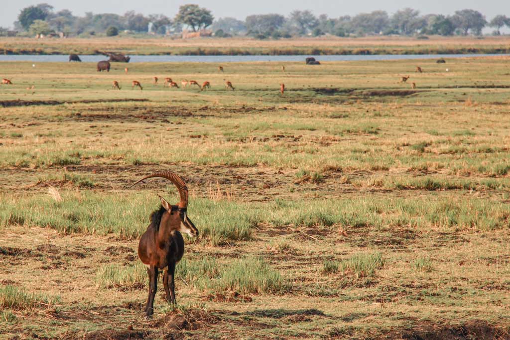 Sable antelope, antelope, Sable, Sable Chobe, Chobe, Chobe National Park, Botswana