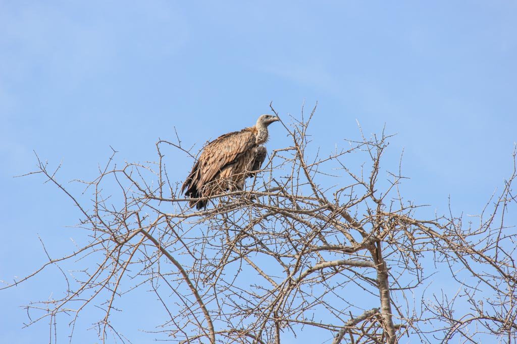 Vulture, Chobe National Park, Botswana